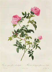 Rosa Sepium Flore Submultiplici